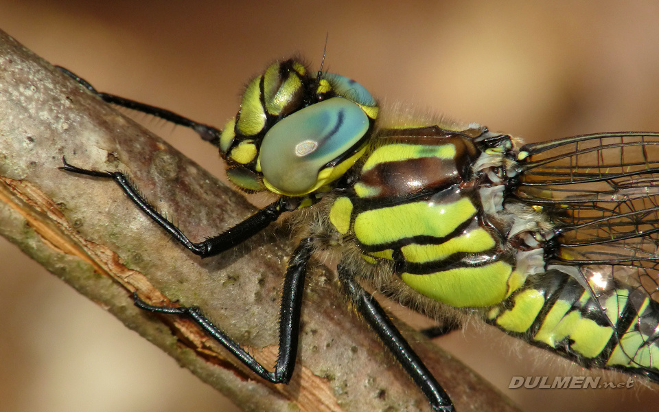 Hairy Hawker (Male, Brachytron pratense)